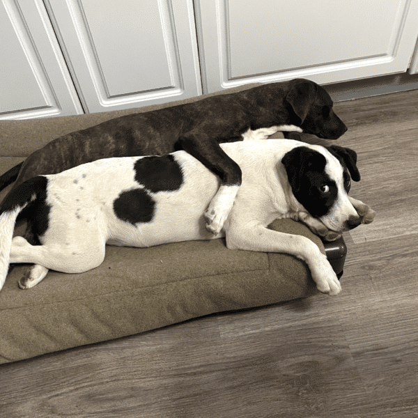 Cicero , black and white hound mix lying a a sofa with his best friend, Baby Girl, a brown/white lab/hound mix